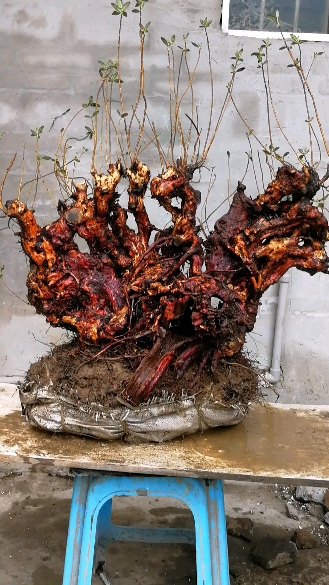 映山红(杜鹃)下山精品桩