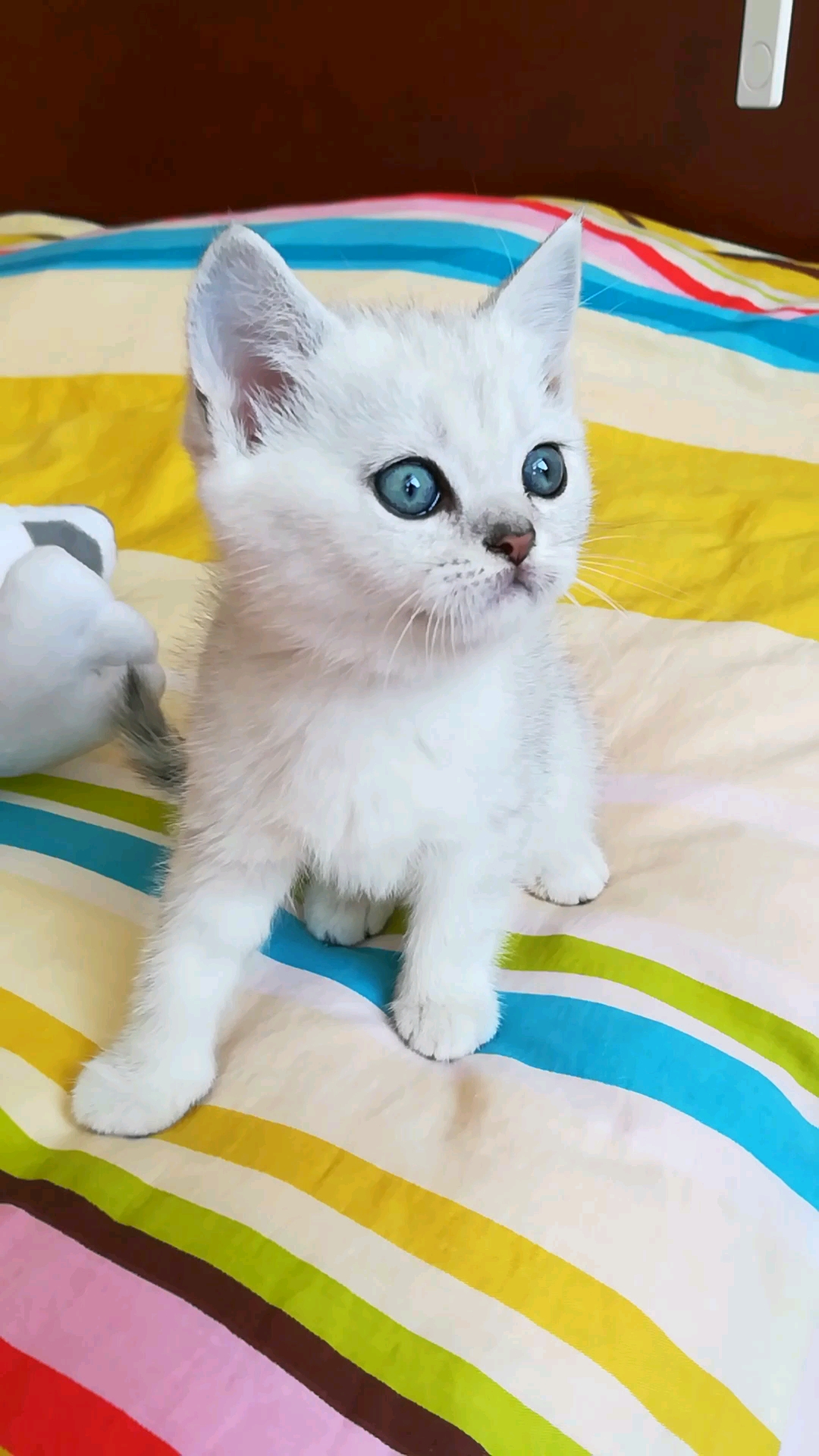 银点血渐层小母猫