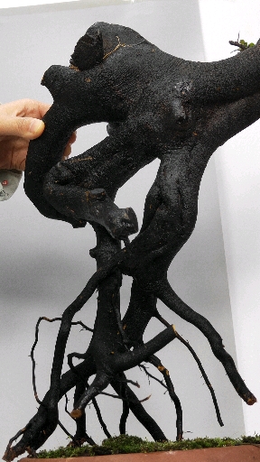 金弹子,八方根盘,提根邻水式.