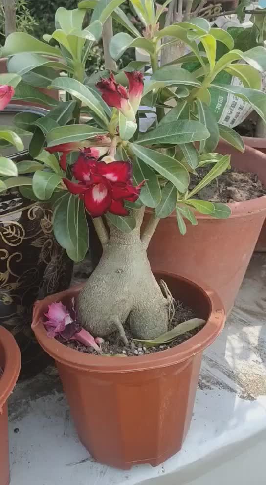 十年老桩沙漠玫瑰花