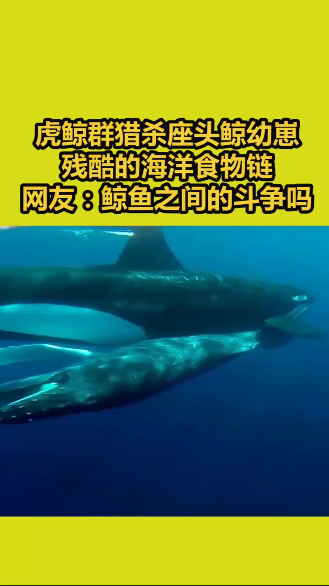 我要上热门#虎鲸群猎杀座头鲸幼崽,残酷的海洋食物链,网友:鲸鱼之间