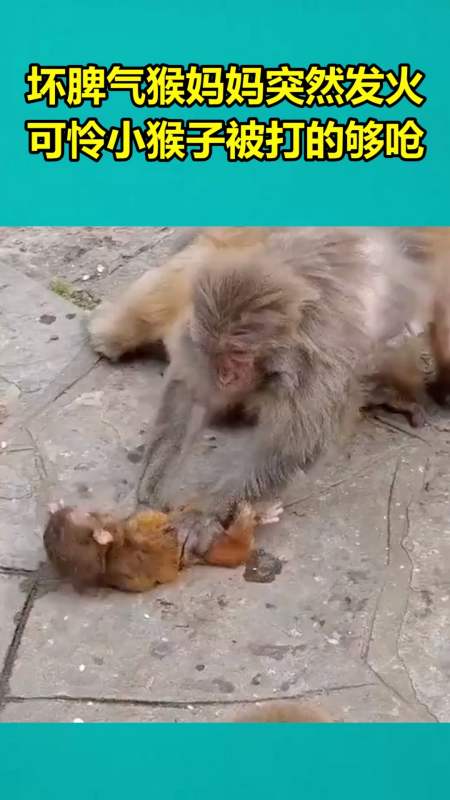 坏脾气猴妈妈突然发火,可怜小猴子被打的够呛