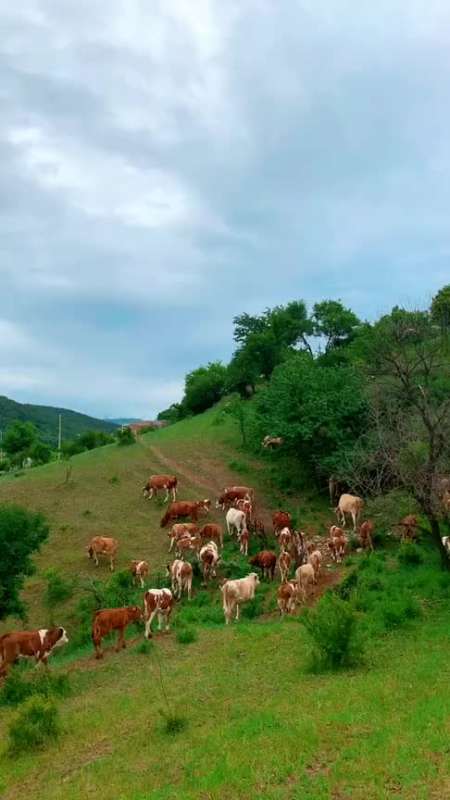 实拍-爸爸在山上砍柴放牛的画面,80后90后最难忘的回忆!