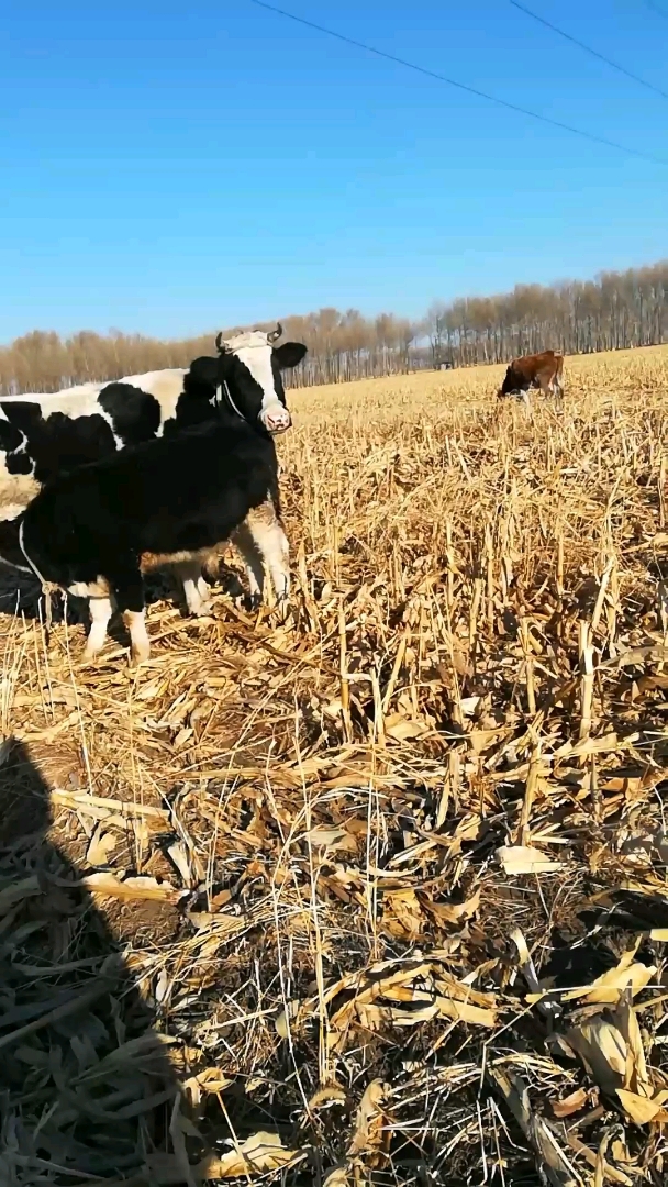 牛妈妈喂牛宝宝奶呢,母爱伟大