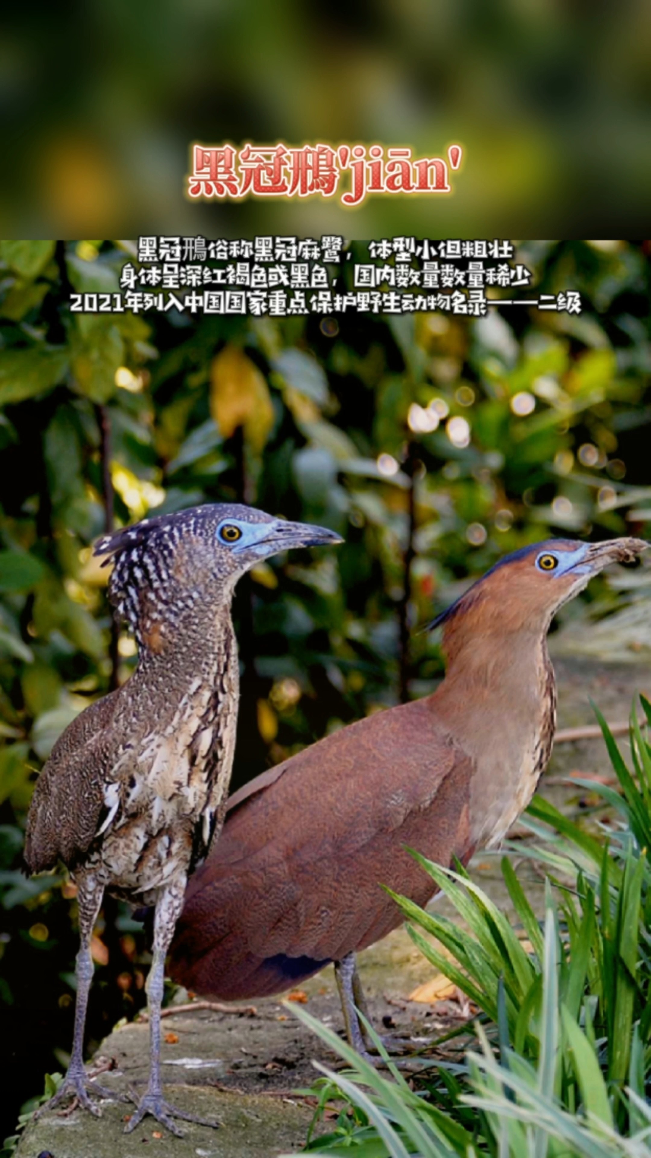 茶茶野保科普#"牢底坐穿兽"——黑冠鳽jiān,遇到给惊扰就是对它们最