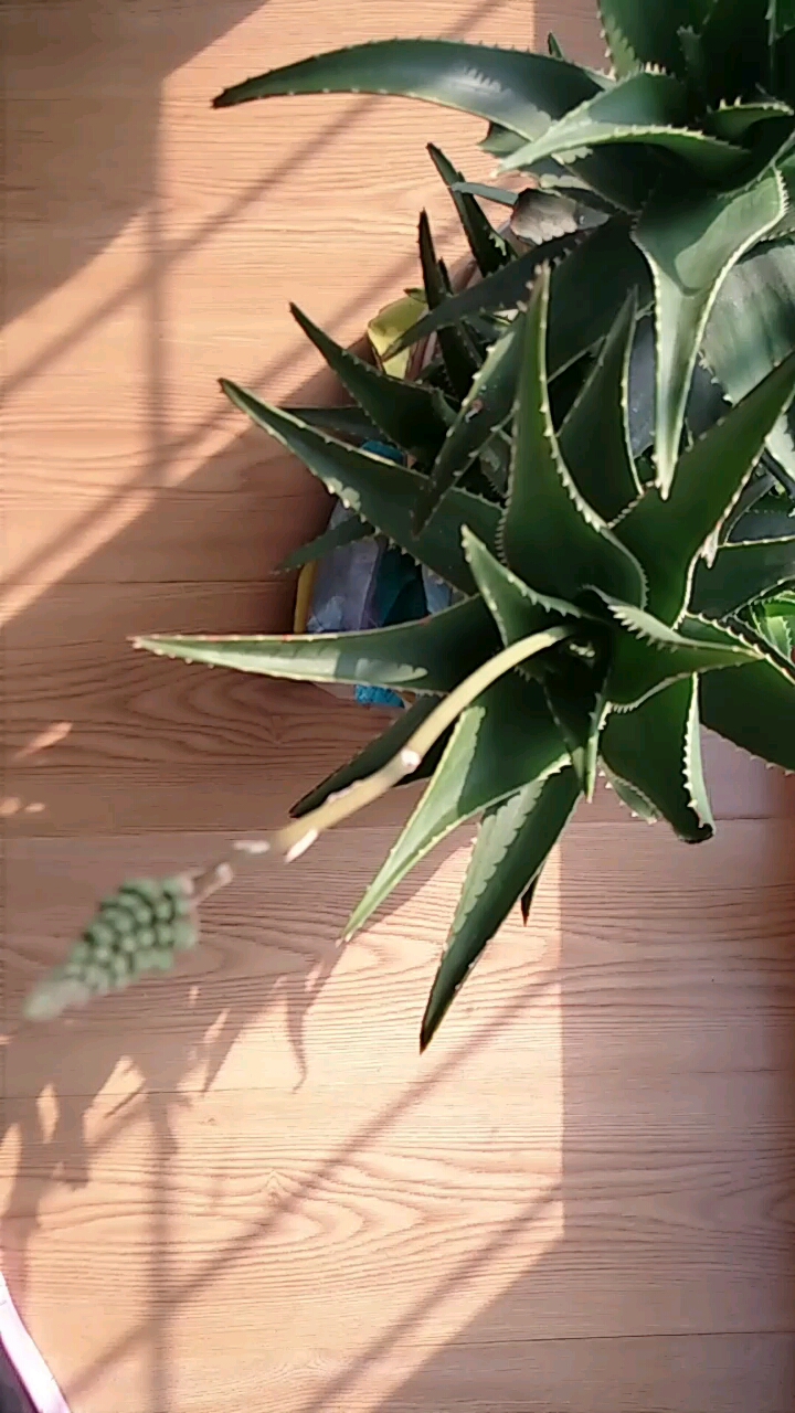 这是龙藻还是芦荟,要开花吗?-度小视