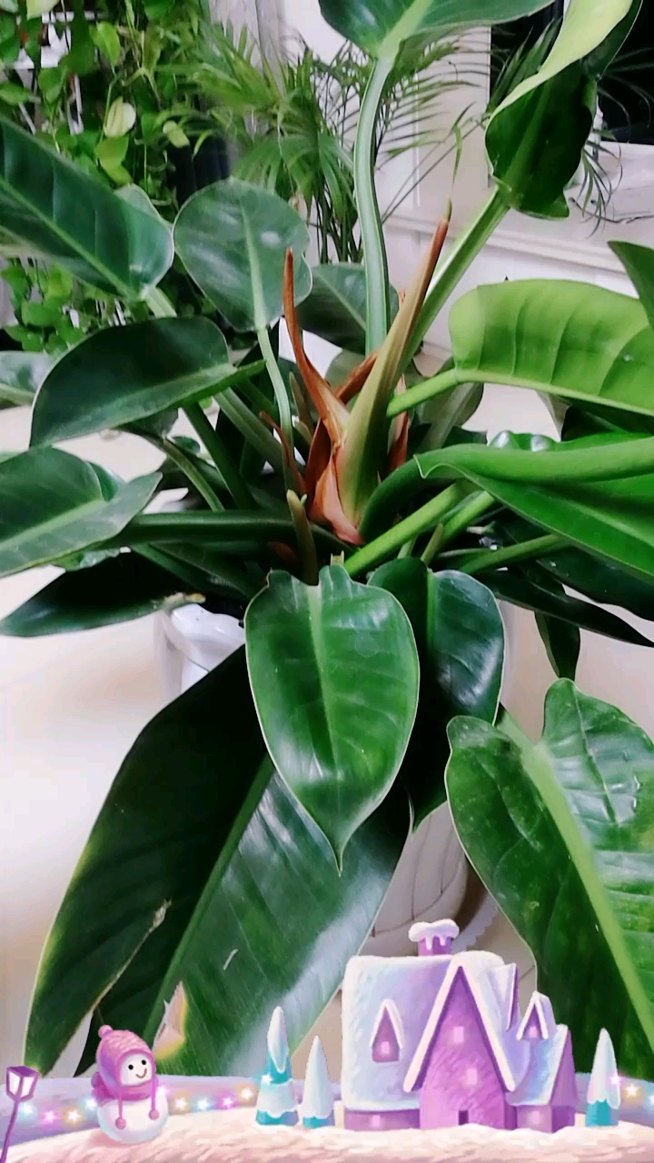 养了两年的银钻