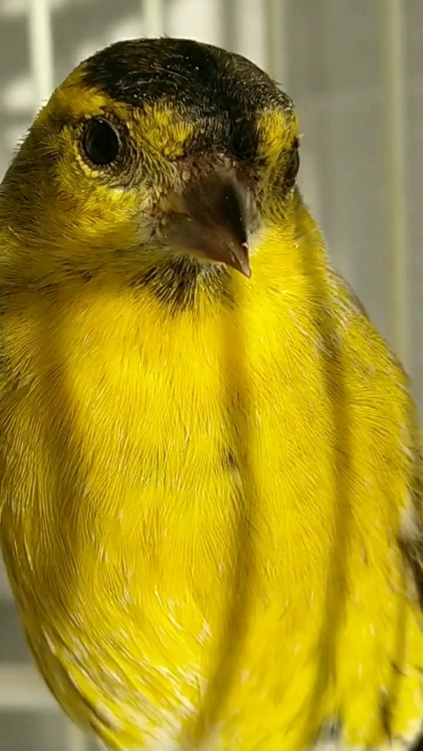 孤独求败的大黄鸟.