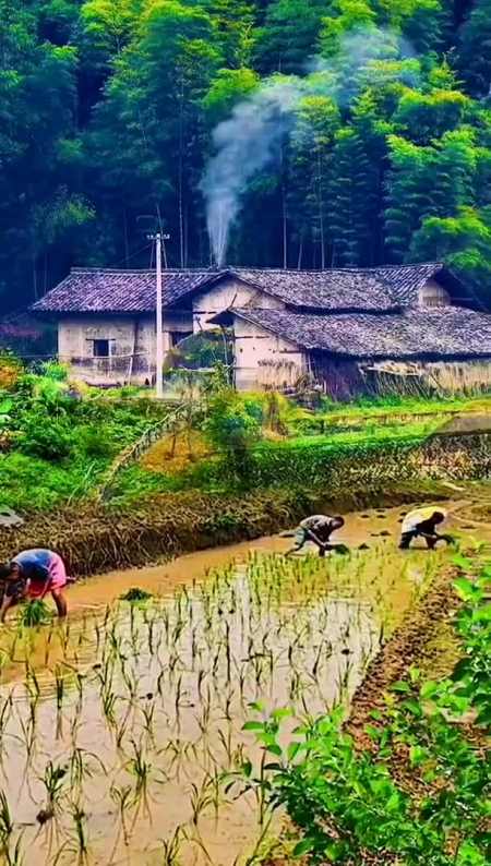 这就是山沟沟里农民劳动场景,农民伯伯很辛苦农村原生态乡村生活这就