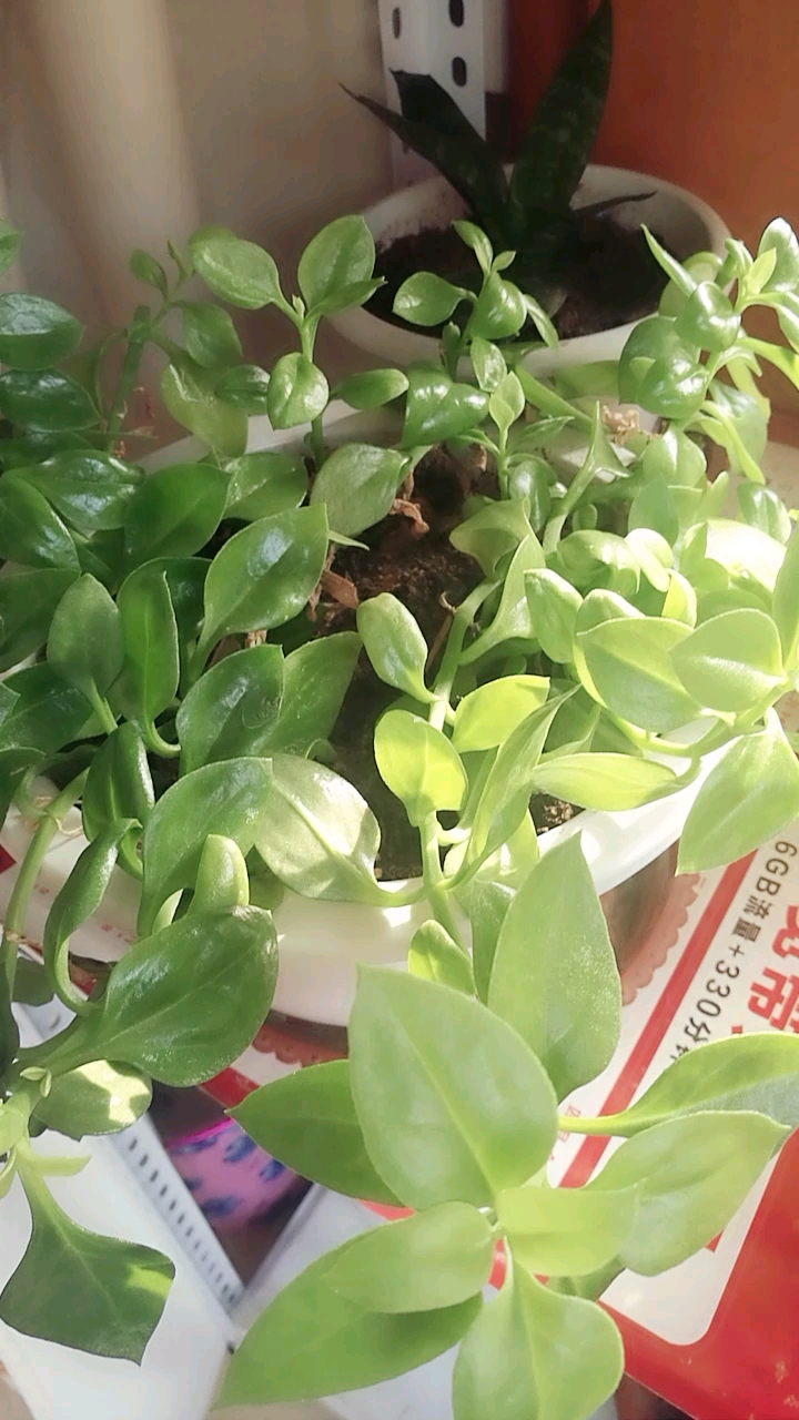 穿心莲牡丹吊兰,去甲醛可食用,凉拌或者火锅,剪下一块插在土里就活.