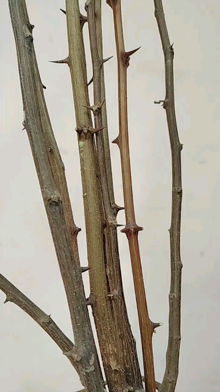 自制狼牙棒,防狼密器.