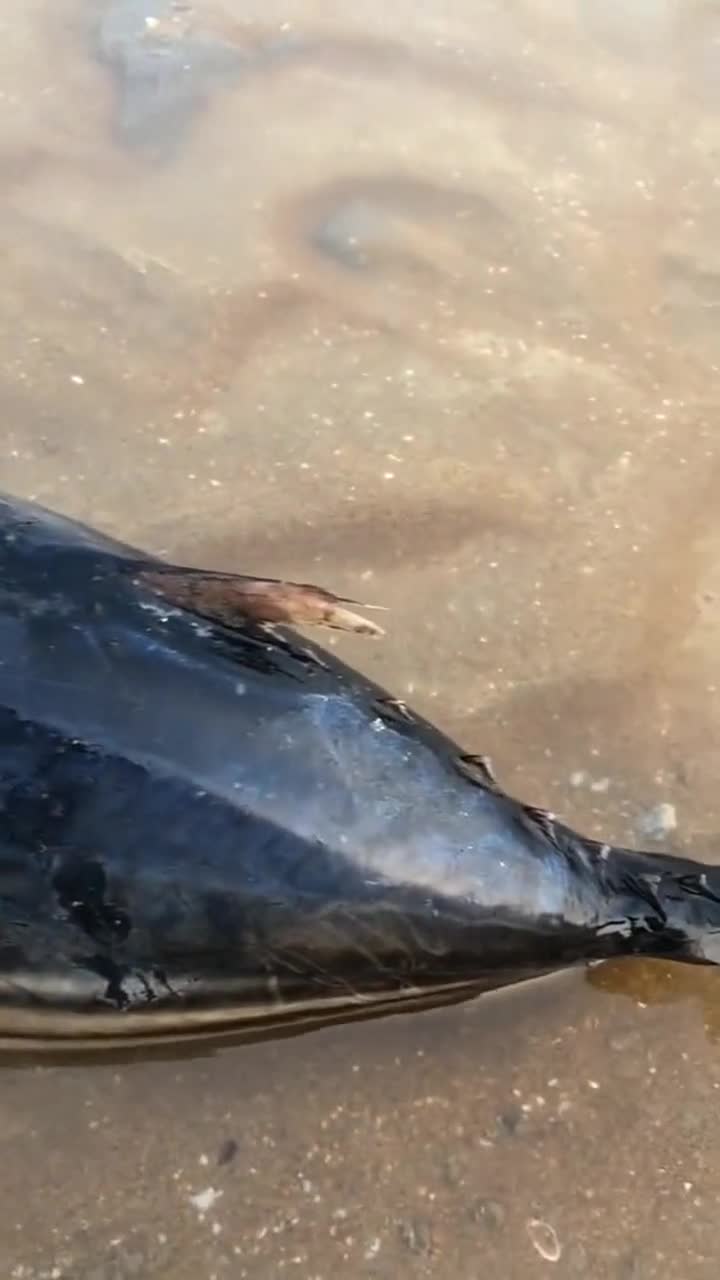 这是一条深海鱼,怎么会搁浅在沙滩上呢,不知道它经历了什么