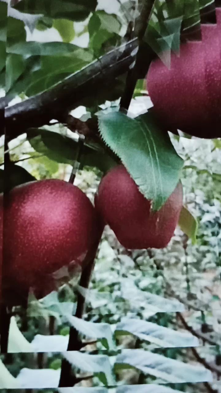 全民欢乐水果趴#全红梨树苗