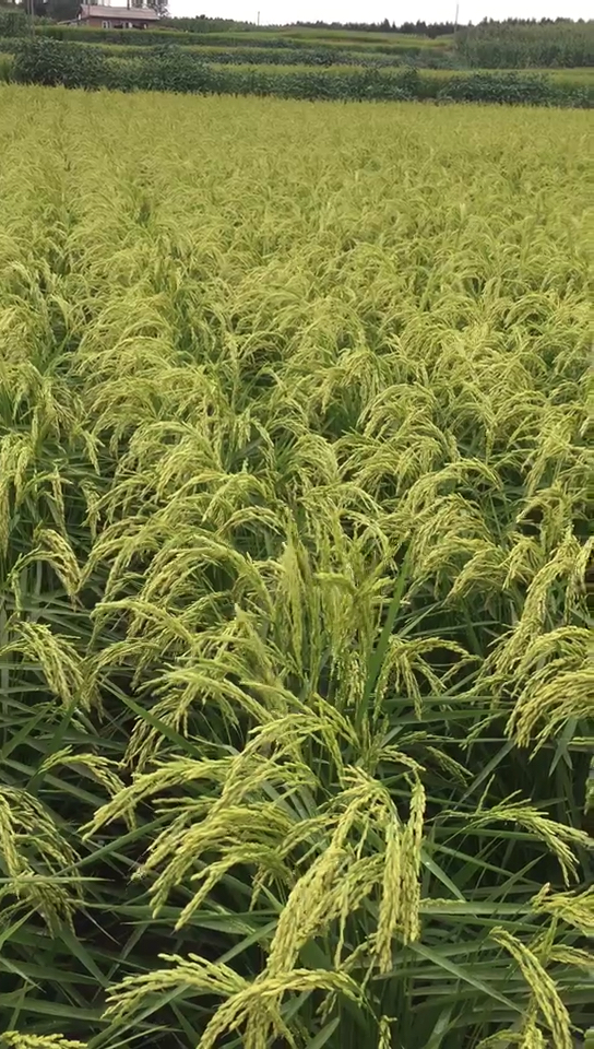 稻花香水稻好漂亮