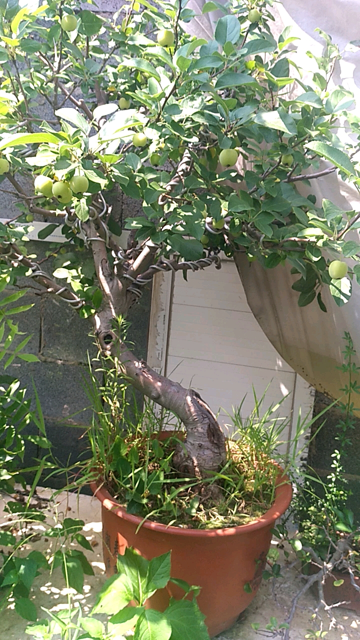 夏天就要这么过#谁见到沙果盆景?