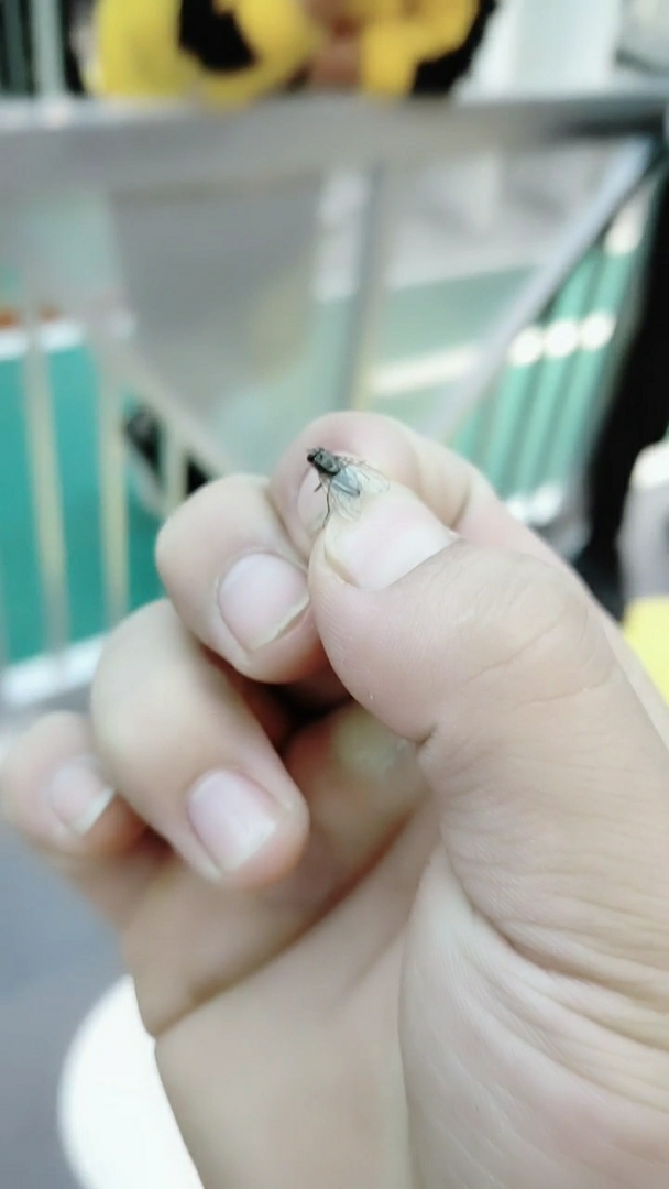 全民独门绝技咖#徒手抓苍蝇,没有之一