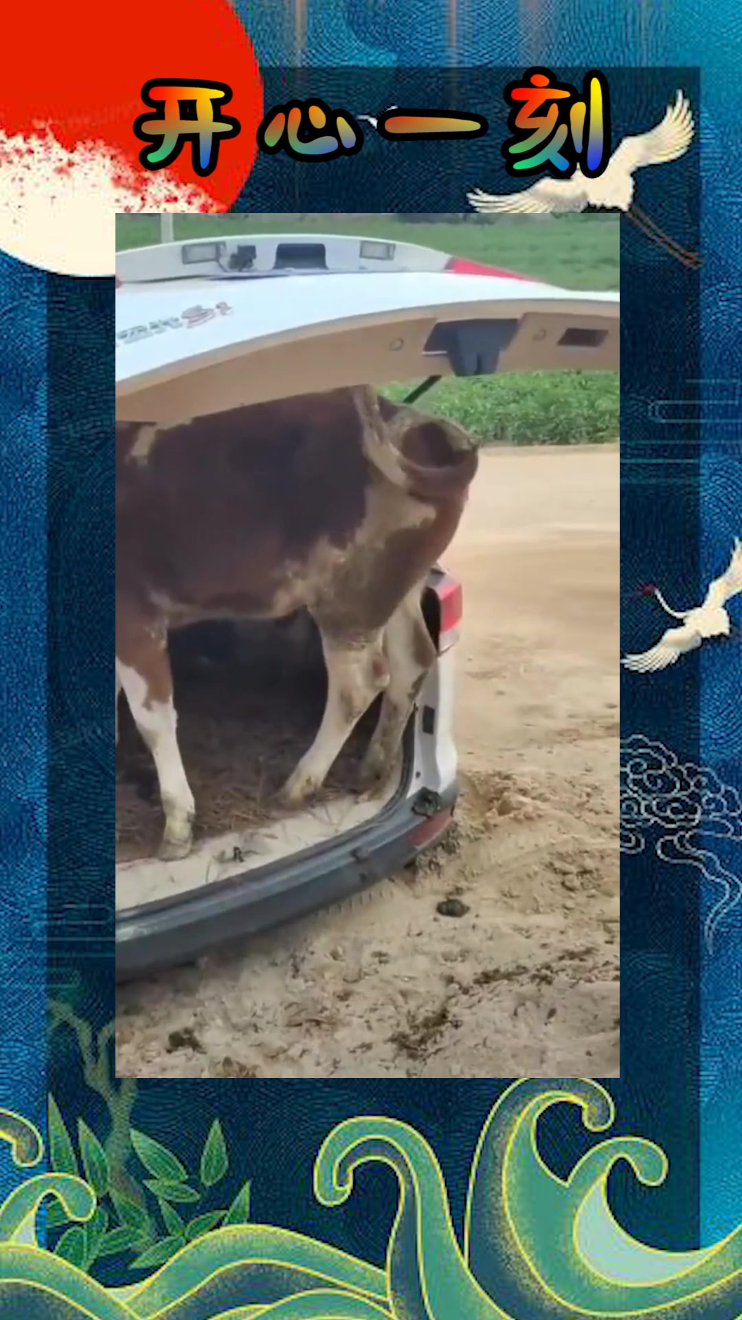 我要上热门#小哥真厉害,居然用汽车来拉牛,真豪横!