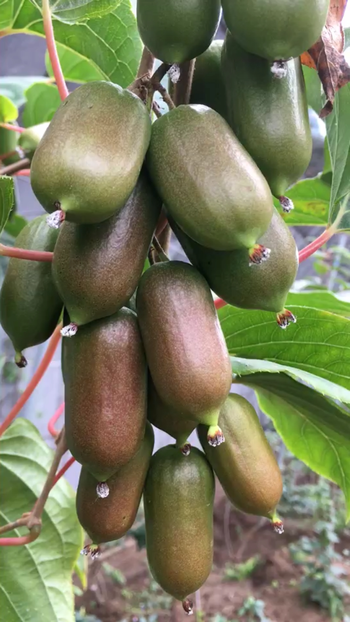 长白山软枣猕猴桃,带皮吃的软枣子,口感香甜软糯,陆地栽培成熟期在10