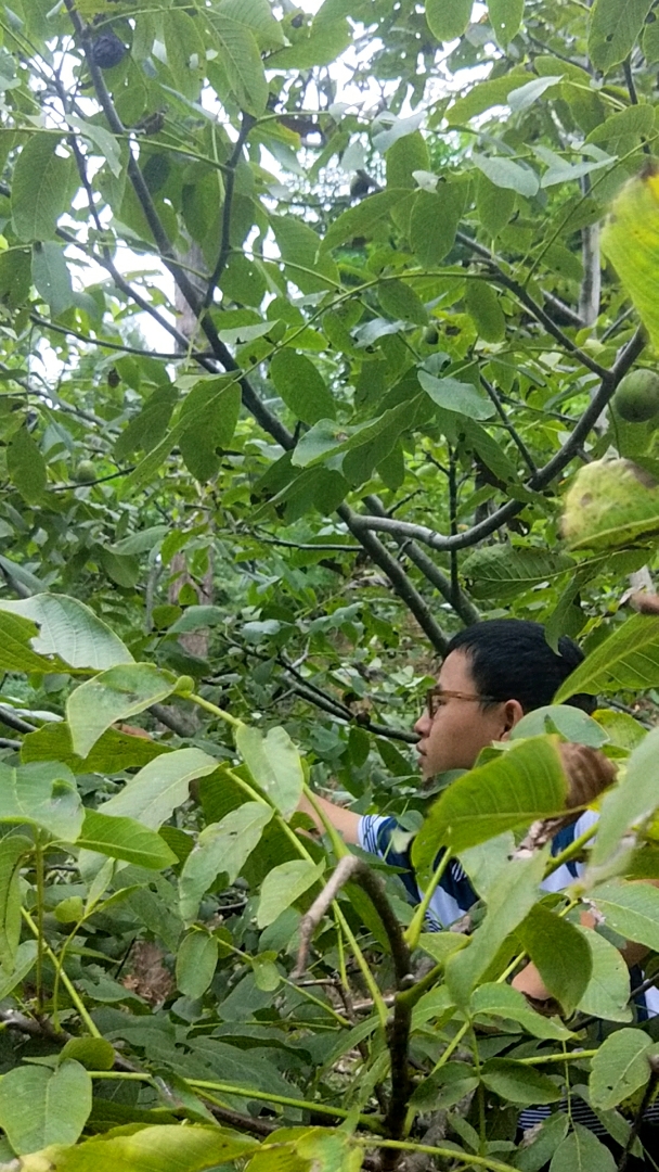 摘核桃了
