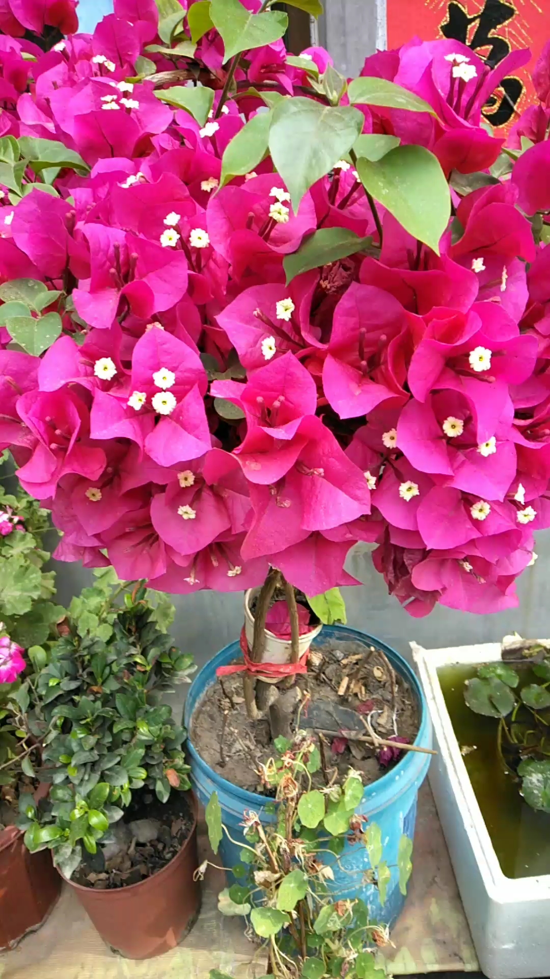 铁三角暴满盆美美哒