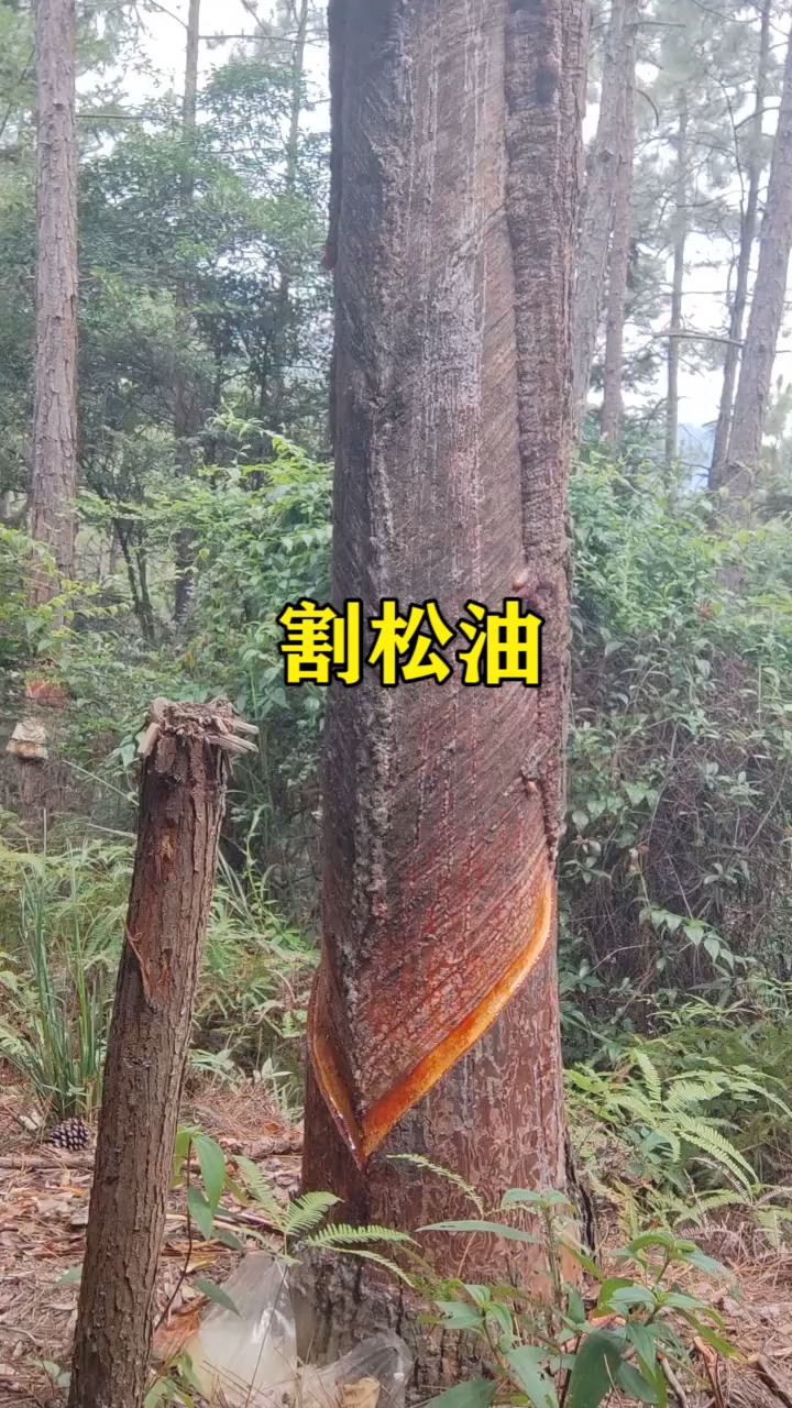 为农民点赞一样的上班不一样的工作你在屋里我在林间割松油