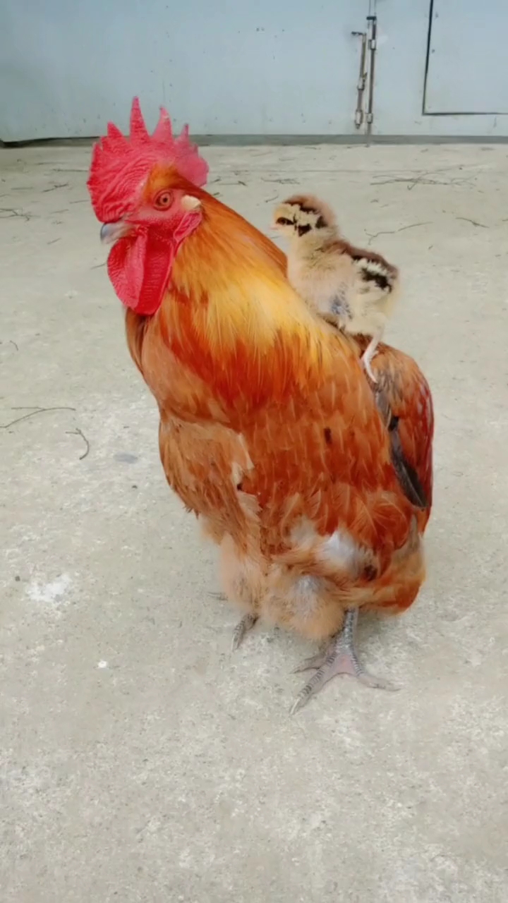 公鸡带小鸡