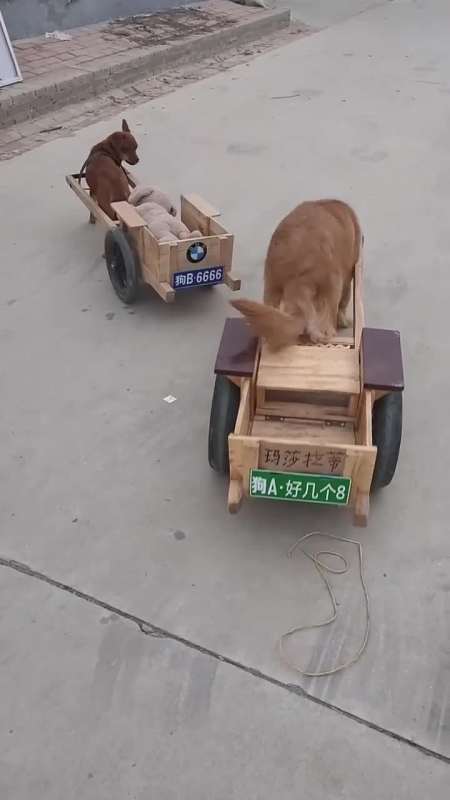 搞笑段子#多多新司机,把等红灯的宝马给撞了,以后不能超速