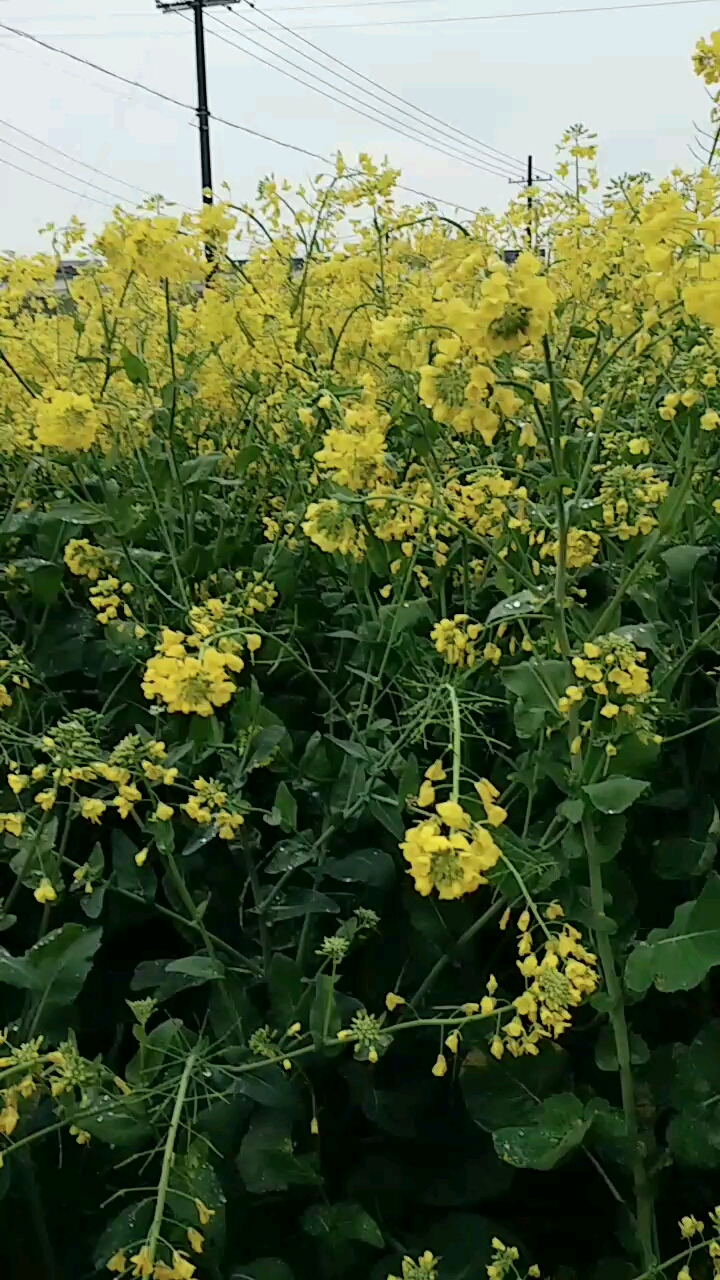 雨后的油菜花