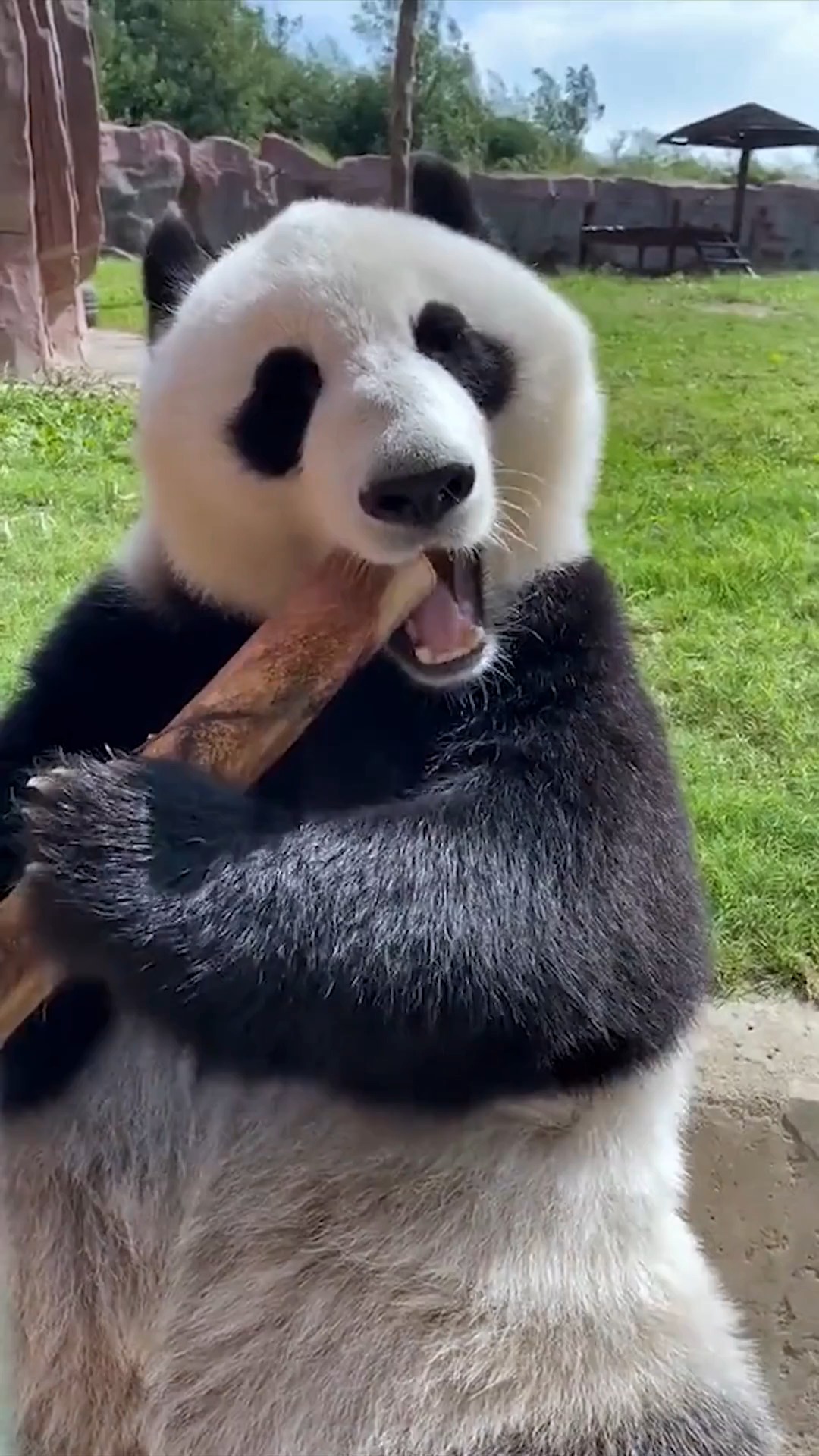 国宝熊猫吃竹子爱护大自然保护野生动物