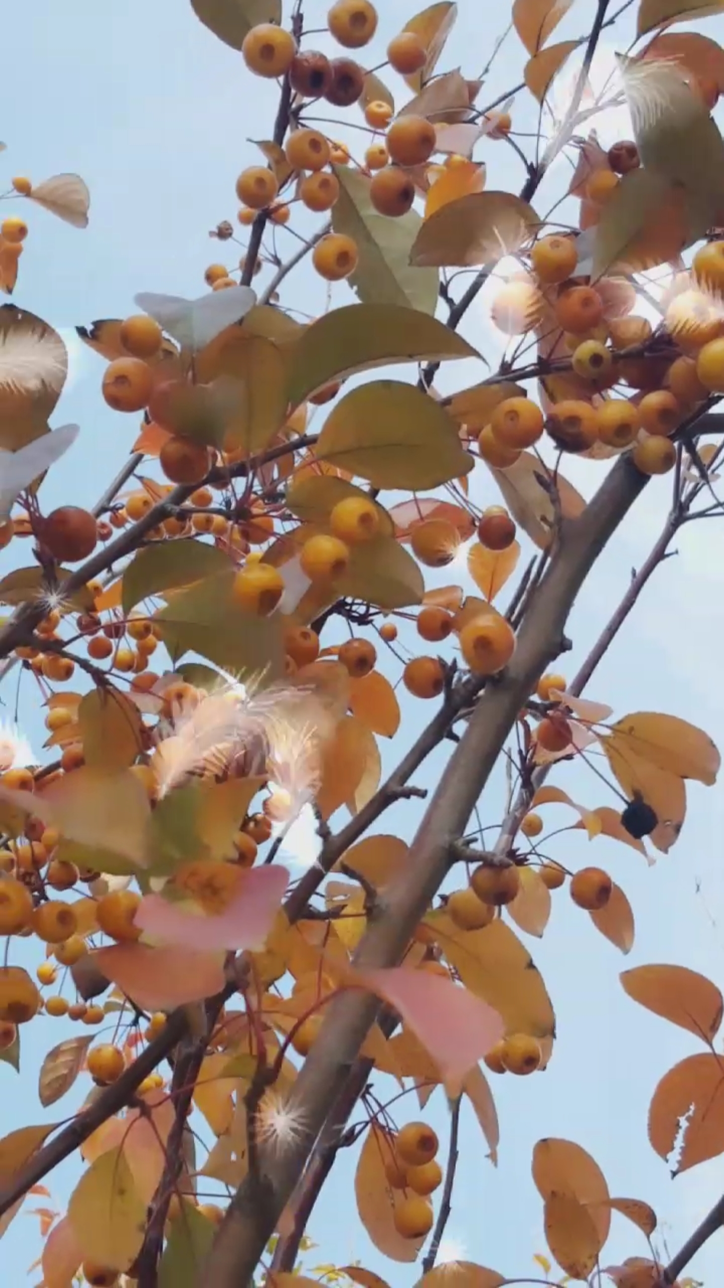 公园里的黄果子树真漂亮啊