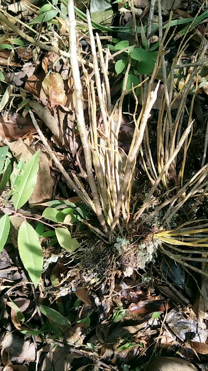 我的私藏景点#大山上的黄草,把它用来泡酒,有喜欢野生黄草的吗?