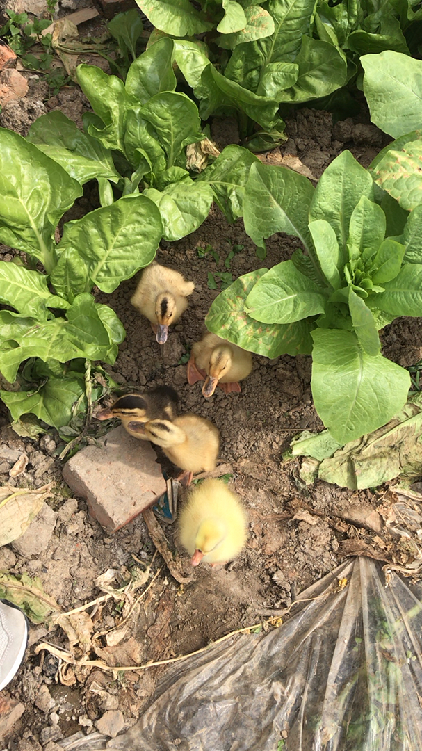 出来找虫子吃了鸭子们