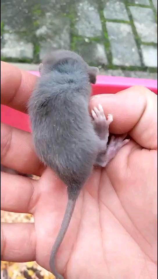 俄蓝色飞象耳花枝鼠