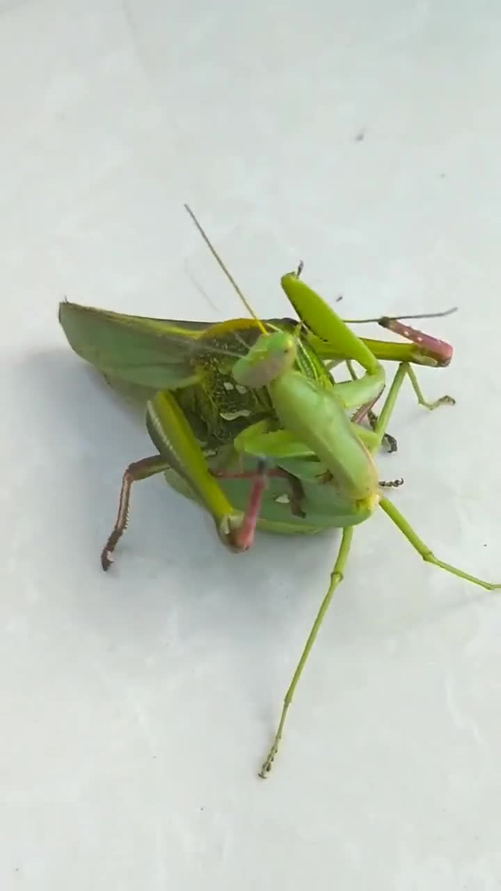 螳螂大战蝗虫,事实证明,个大的不一定就笑到最后!-全民小视频