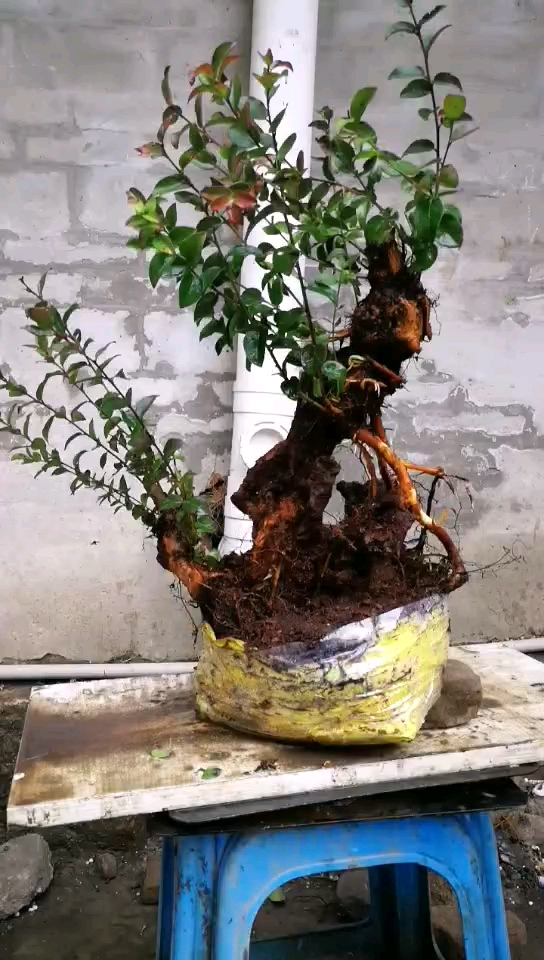 野蓝梅精品老桩