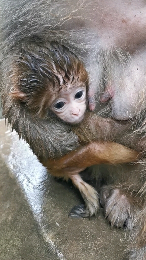 我家萌宠成精了#小果冻吐舌头的样子萌不萌