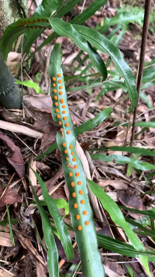 肾经草的功效与作用图片