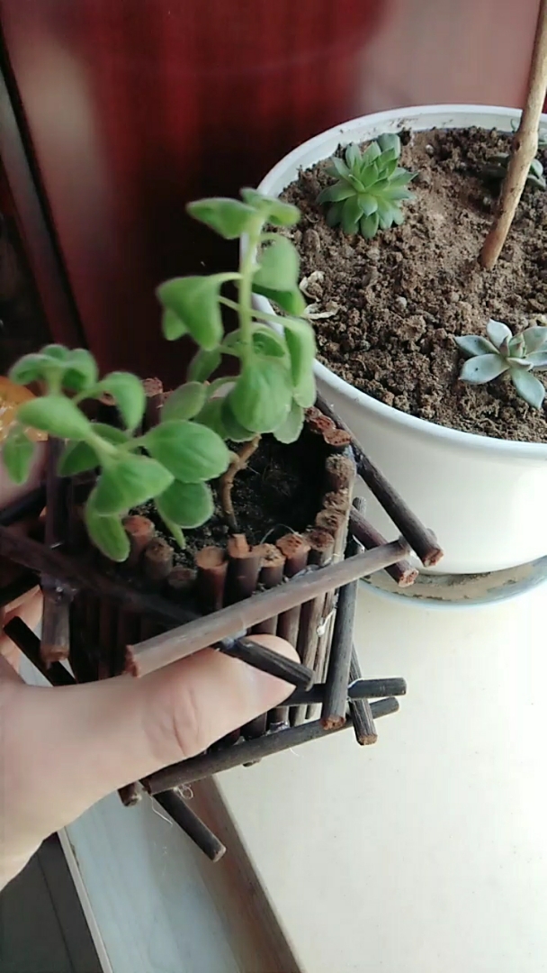 家里用过的旧筷子,随便弄弄,搞个小花盆.