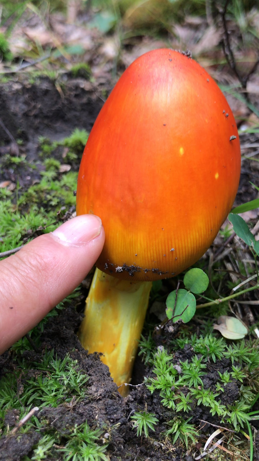 蛋黄蘑,你吃过吗