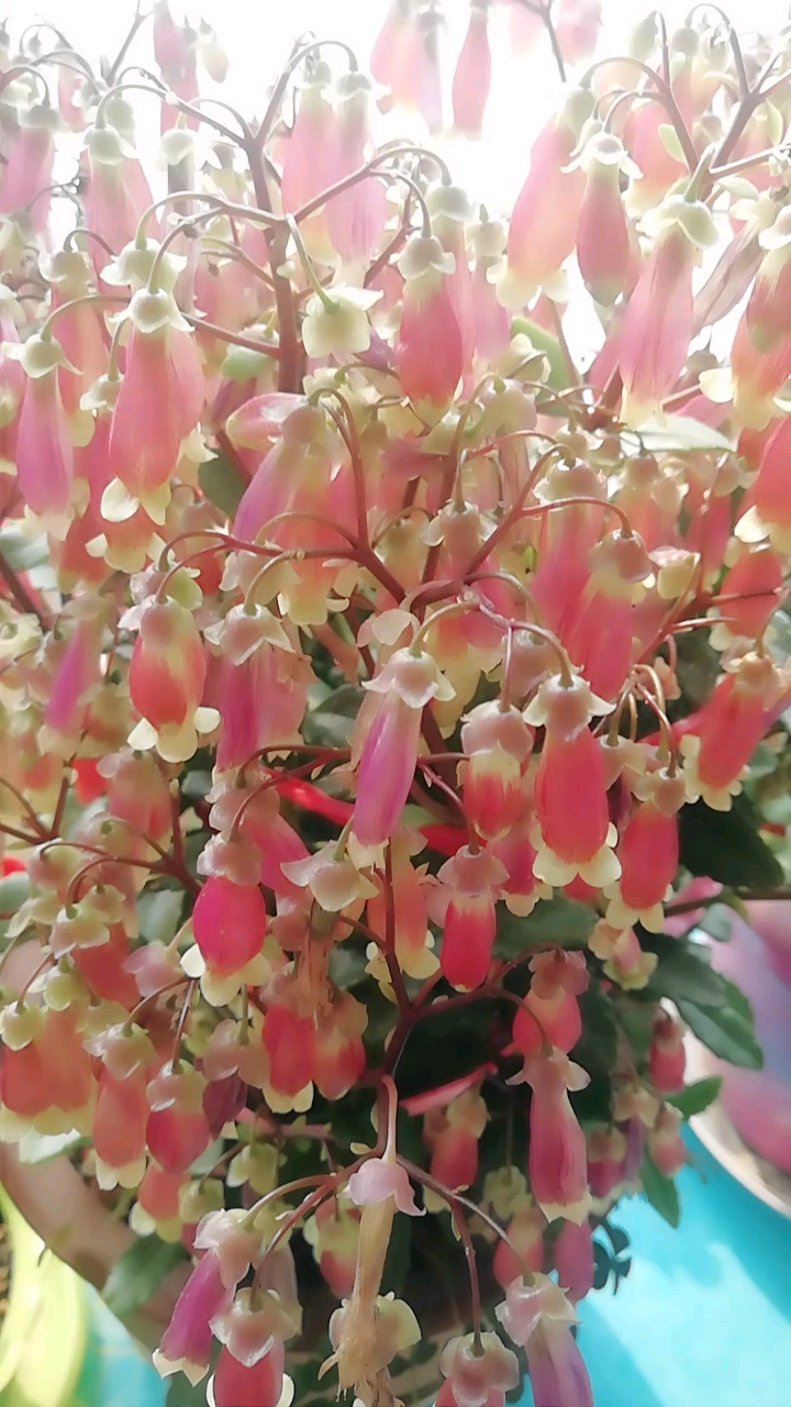 爱的魔力转圈圈#什么花?