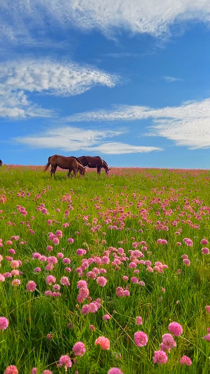 夏去秋来骏马在,草原花海蜜蜂忙,内蒙仲夏好生活,在内蒙畅嗨一夏