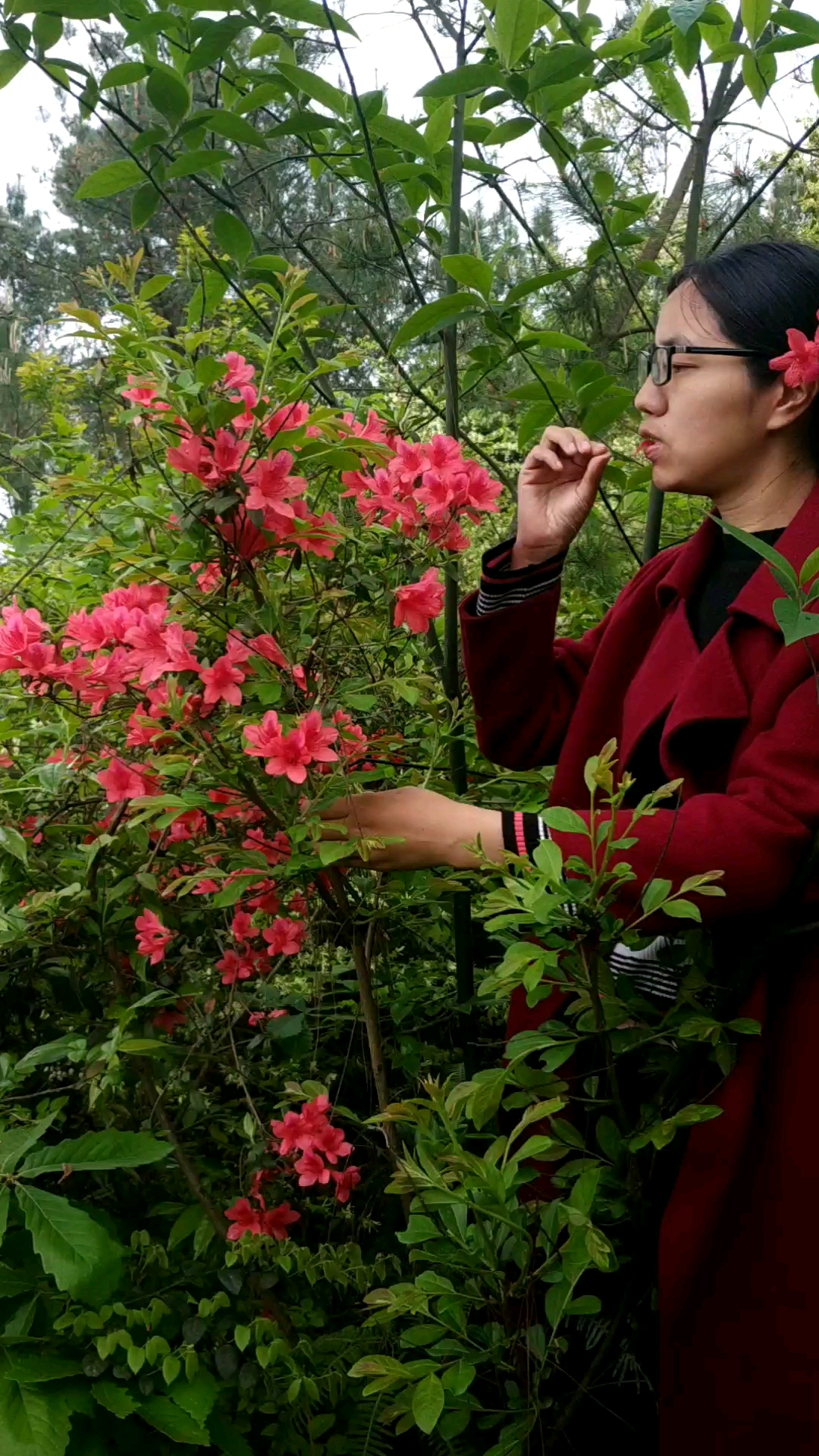 映山红管饱想吃多少吃多少