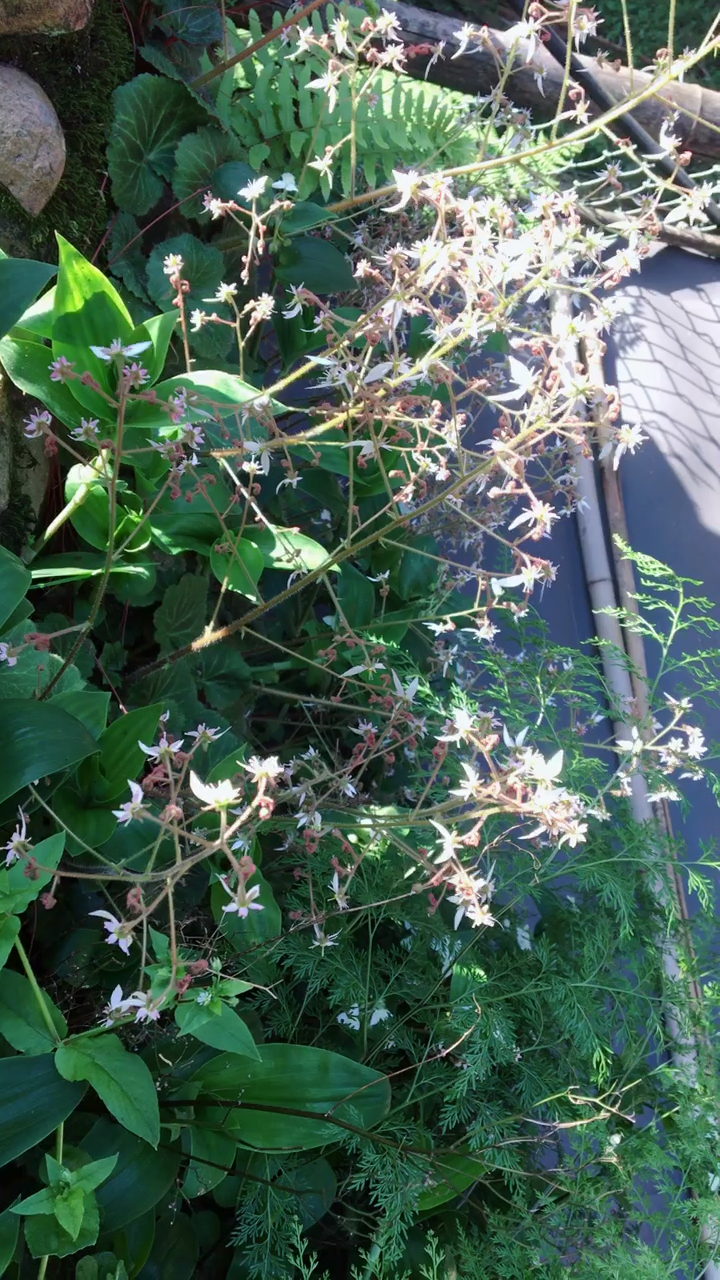 今天回乡下,带你看原生虎耳朵花