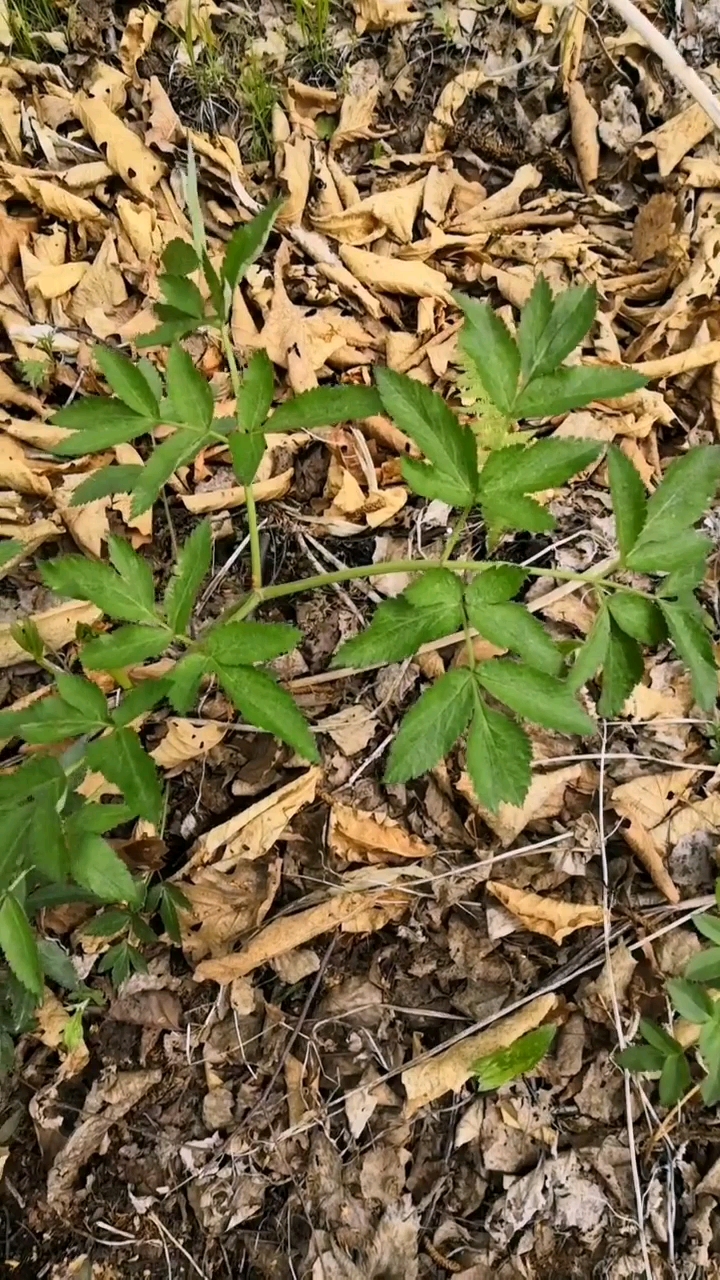 白芷尖野菜图片