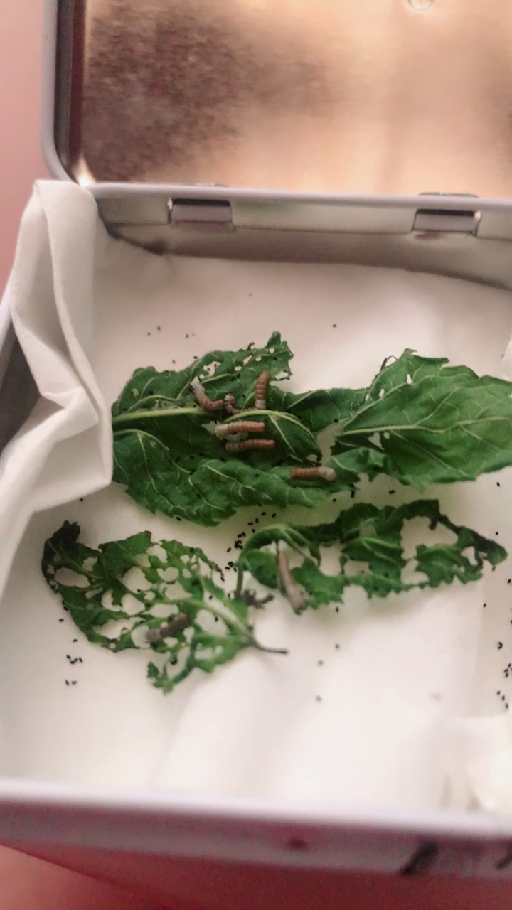 还在休眠的小蚕