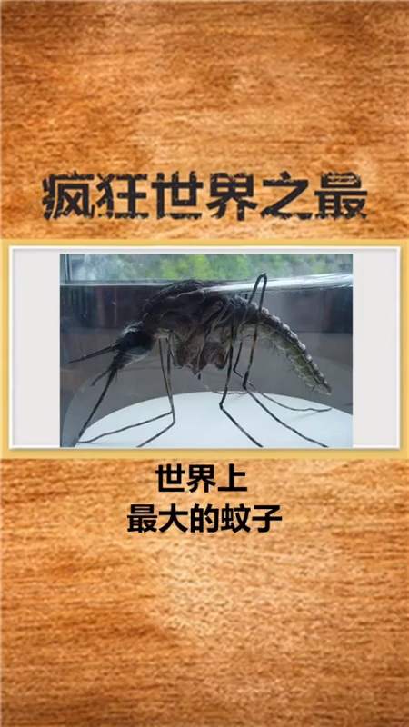 夏天注意防蚊虫哦#世界上最大的蚊子,看完不想过夏天了!