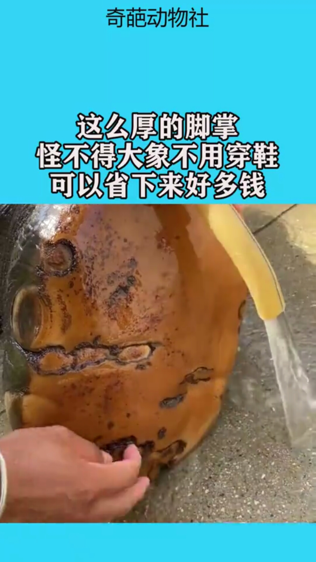 这么厚的脚掌,怪不得大象不用穿鞋,可以省下来好多钱