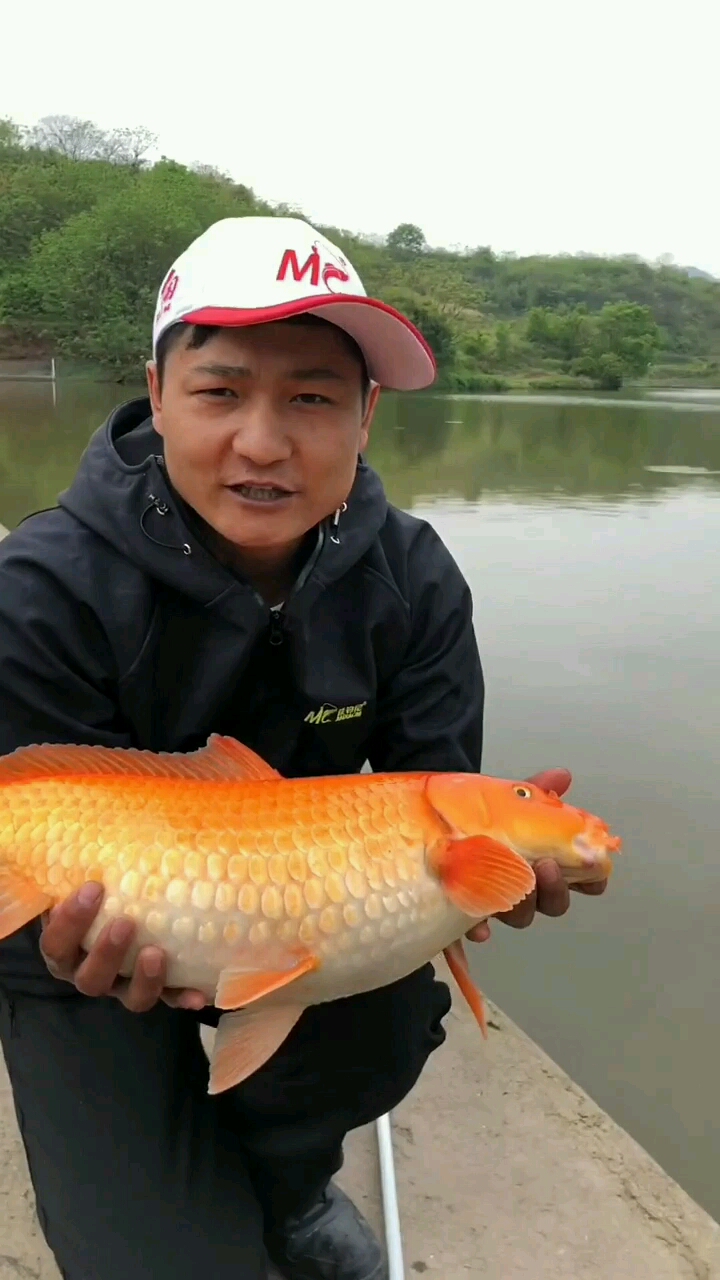 这是今天钓到的红鲤鱼肚子里面是籽所以就放生了