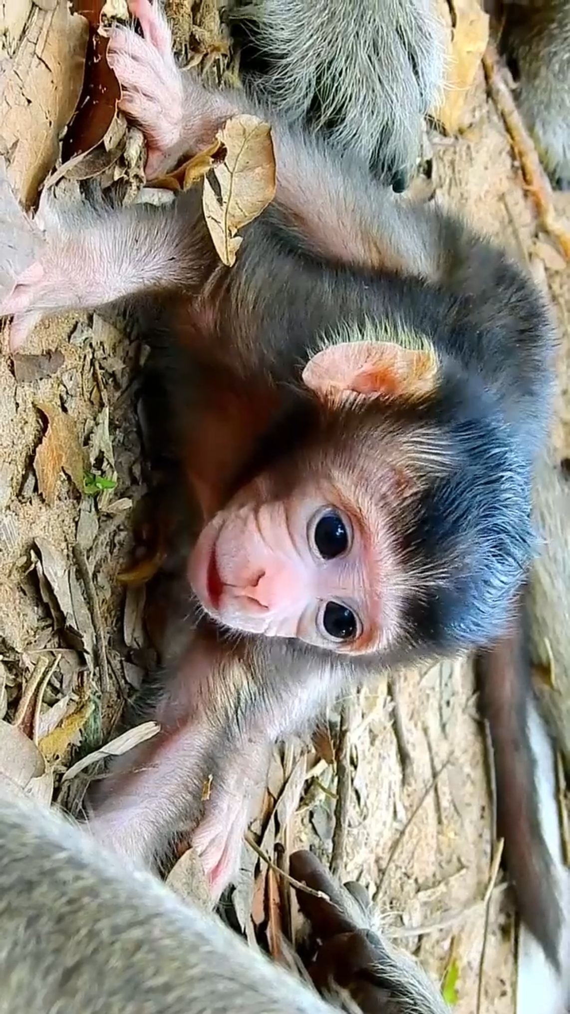 刚出生的小猴宝
