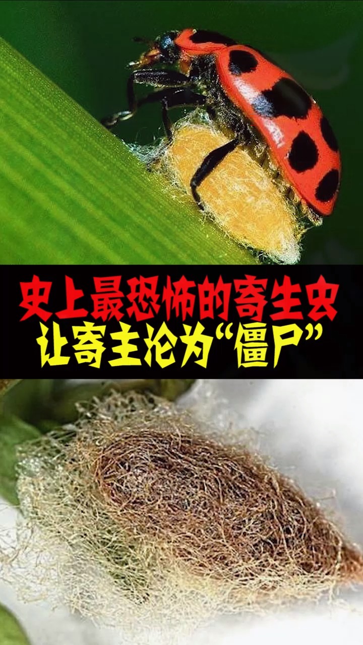 史上最恐怖的寄生虫,让寄主沦为"僵尸"